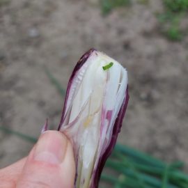Onions – pests in the bulbs ARM EN Community