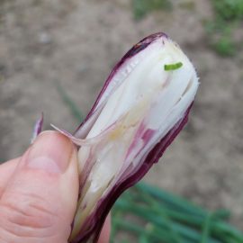 Onions – pests in the bulbs ARM EN Community