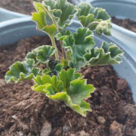 Pelargonium: information about care and growth ARM EN Community