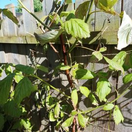 Raspberry – wilt symptoms, leaves with holes ARM EN Community