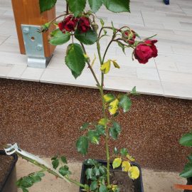Recently purchased climbing rose – black spot of roses ARM EN Community