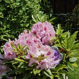 Rhododendron, degraded appearance ARM EN Community