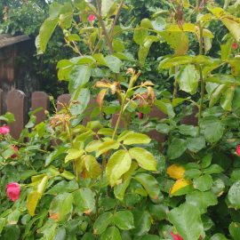Roses and crown imperial lilies – sprayed with Total Herbicide ARM EN Community