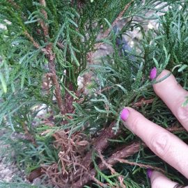 Thuja withered inside and at the base of the crown – recent planting ARM EN Community