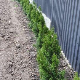 Thuja withered inside and at the base of the crown – recent planting ARM EN Community