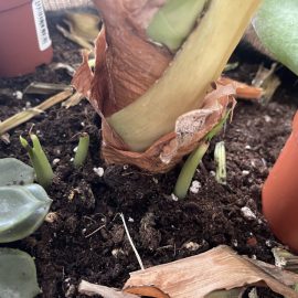 Alocasia, for several weeks its leaves have been turning yellow ARM EN Community