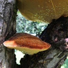 Apple tree, mushrooms on the bark ARM EN Community