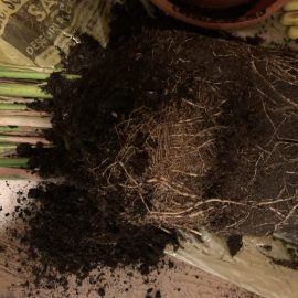 Areca palm, tangled roots, repotting ARM EN Community