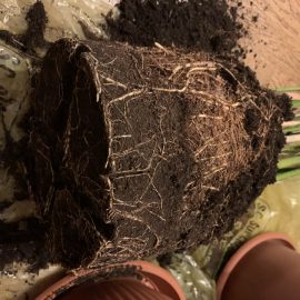 Areca palm, tangled roots, repotting ARM EN Community