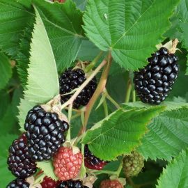 Blackberry, stink bug attack, evenly ripe berries ARM EN Community