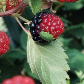 Blackberry, stink bug attack, evenly ripe berries ARM EN Community