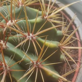 Cactus, yellow spots and mold in the substrate ARM EN Community