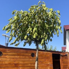 Catalpa, wilting leaves – planting a large tree during the growing season ARM EN Community
