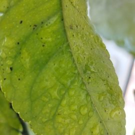 Citrus plant, leaves with black spots on the underside and insects ARM EN Community