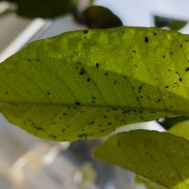 Citrus plant, leaves with black spots on the underside and insects ARM EN Community