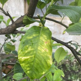 Citrus plant, light green leaves with yellow areas ARM EN Community