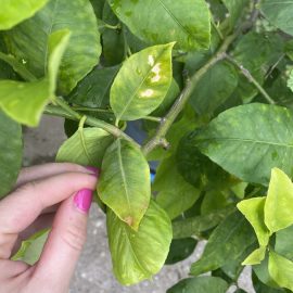 Citrus plant, light green leaves with yellow areas ARM EN Community