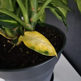 Dieffenbachia, yellowed leaves after repotting ARM EN Community