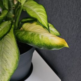 Dieffenbachia, yellowed leaves after repotting ARM EN Community