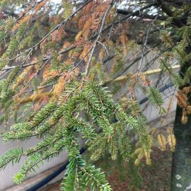 Fir tree, aphid attack, now the needles are turning yellow ARM EN Community