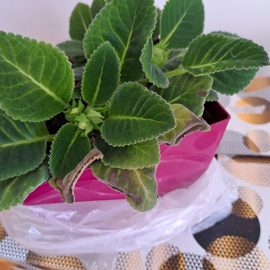 Gloxinia, the leaves have started to dry out ARM EN Community