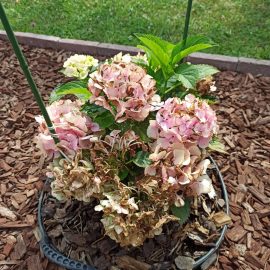 Hydrangea, can I remove the wilted flowers? ARM EN Community