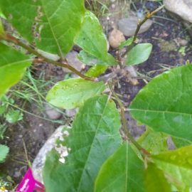 Magnolia, perforated leaves ARM EN Community