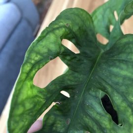 Monstera, brown spots on the leaves ARM EN Community