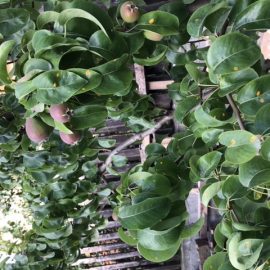 Pear tree, leaf spots ARM EN Community