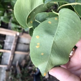 Pear tree, leaf spots ARM EN Community