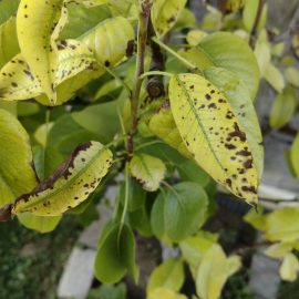 Pear tree, yellow leaves and dry patches ARM EN Community