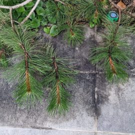 Pine, blackened branches ARM EN Community