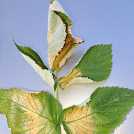 Raspberry, leaves with brown spots ARM EN Community