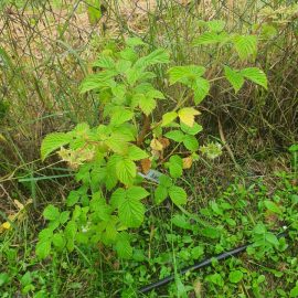 Raspberry shrub, the leaves are starting to dry out ARM EN Community