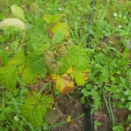 Raspberry shrub, the leaves are starting to dry out ARM EN Community