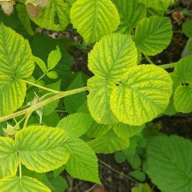 Raspberry, the leaves have yellow patches and the fruits seem to rot ARM EN Community
