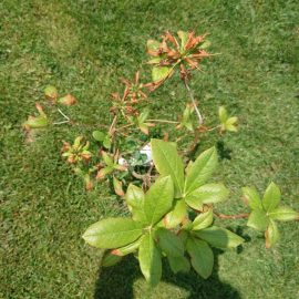 Rhododendron + Azalea – The plants stopped growing, and have yellow/dry leaves ARM EN Community