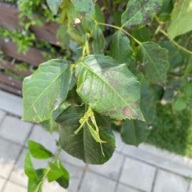 Roses, leaves affected by black spot ARM EN Community