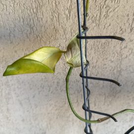 Stephanotis floribunda, falling leaves, lack of flowering ARM EN Community