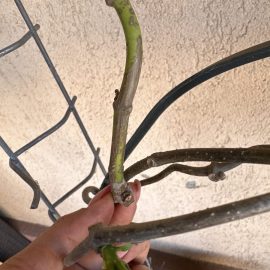 Stephanotis floribunda, falling leaves, lack of flowering ARM EN Community