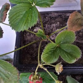 Strawberry shrubs, mite attack ARM EN Community