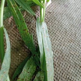 Tarragon, spots on the leaves – probably rust ARM EN Community