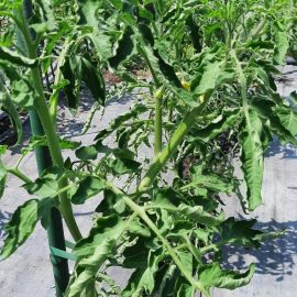 Tomatoes, twisted leaves after treatments ARM EN Community