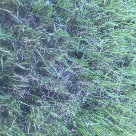 Turf – lawns, drying in different areas ARM EN Community