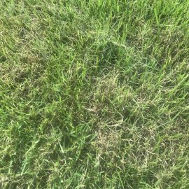 Turf – lawns, drying in different areas ARM EN Community