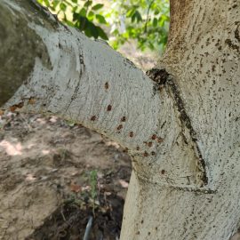 Walnut tree, ladybugs on the trunk and branches ARM EN Community