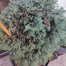 Why does the blue cypress dry out in the pot? ARM EN Community