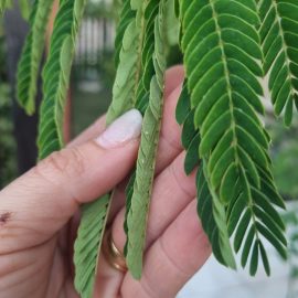 Albizia, Persian silk tree, pests on the leaves (aphids) ARM EN Community