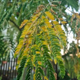Albizia, Persian silk tree, pests on the leaves (aphids) ARM EN Community