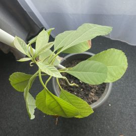 Avocado, leaves dry around the edges ARM EN Community